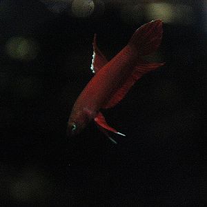 Mulyadi's betta (Betta mulyadii) - PCBA