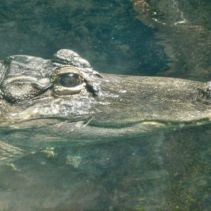 American Alligator (Alligator mississippiensis) August 2, 2025