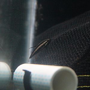 Fire red licorice gourami (Parosphromenus sumatranus) - PCBA