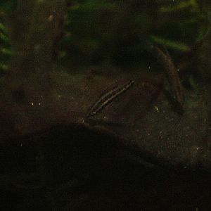 Bintan licorice gourami (Parosphromenus cf. bintan) - PCBA