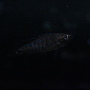 Southern licorice gourami (Parosphromenus sp. ‘selatan’) - PCBA