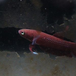 Reddish dwarf fighter (Betta rutilans) - PCBA
