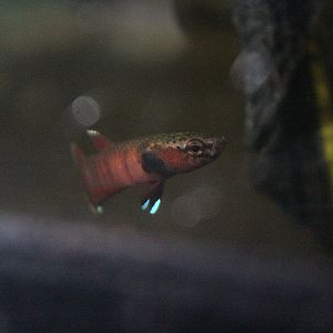 Snakehead betta (Betta channoides) - PCBA