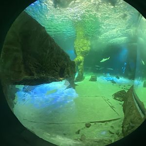 2nd view of main aquarium