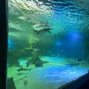 3rd view of main aquarium