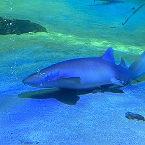 Atlantic nurse shark