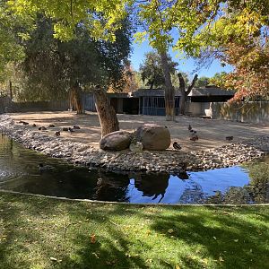 Dama gazelle enclosure