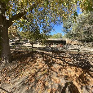 Forest buffalo enclosure