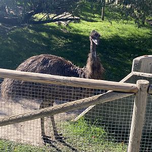 Emu