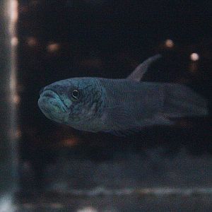 Bulungan betta (Betta sp. 'antuta') - PCBA