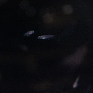 Howong betta (Betta unimaculata) - PCBA