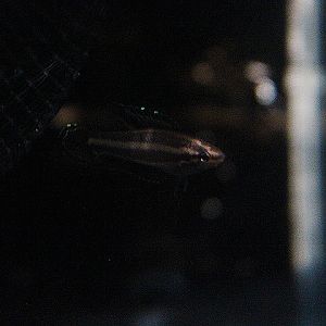 Red-tailed licorice gourami (Parosphromenus phoenicurus) - PCBA