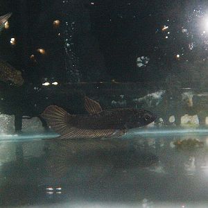 Dwarf mouthbrooder (Betta dimidiata) - PCBA