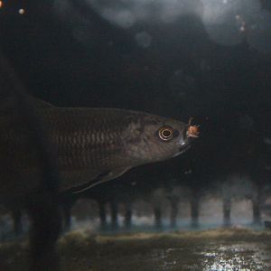 Anchor betta (Betta hipposideros) - PCBA