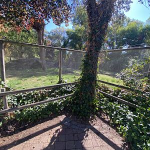 Rock wallaby enclosure
