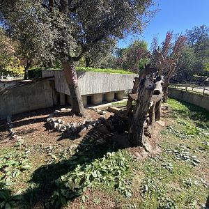 1st view of binturong enclosure