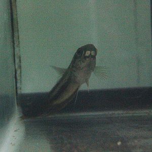 Green-throated betta (Betta chloropharynx) - PCBA