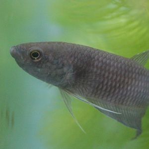 Stout betta (Betta pinguis) - PCBA