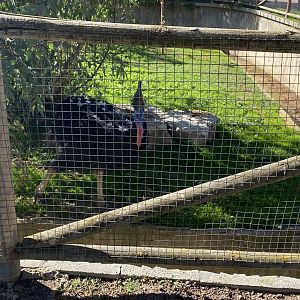 Southern cassowary