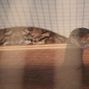 Karumpalompo reticulated python (Malayopython reticulatus jampeanus 'karompa') - PCBA