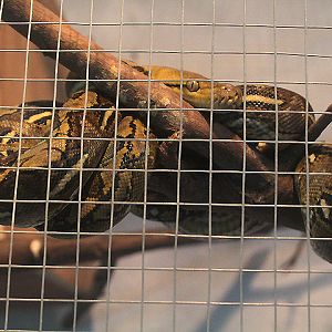 Siau Island reticulated python (Malayopython reticulatus 'Siau Island') - PCBA