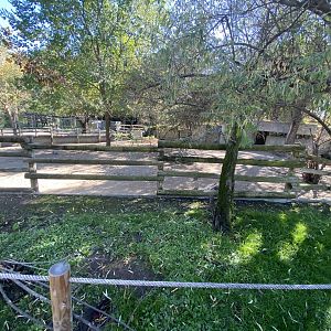 Greater rhea enclosure