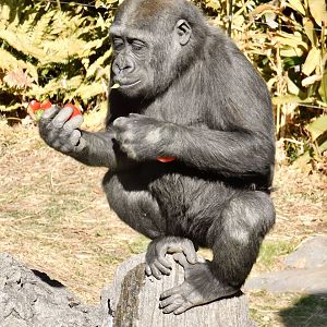 Sumomo the Young Western Lowland Gorilla (Gorilla gorilla gorilla) February 23, 2025