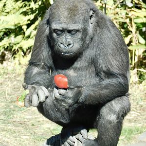 Sumomo the Young Western Lowland Gorilla (Gorilla gorilla gorilla) February 23, 2025