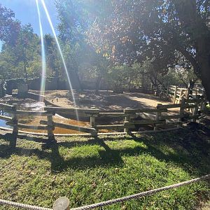 2nd view of greater rhea enclosure