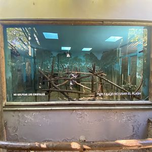 Indoor koala enclosure