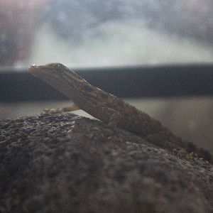 Muria rock gecko (Cnemaspis muria) front view - PCBA
