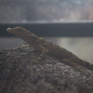 Muria rock gecko (Cnemaspis muria) side view - PCBA