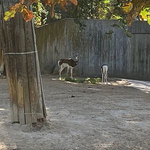 Dama gazelles image 2