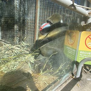 Mandrill