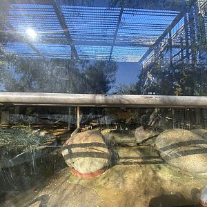 1st view of mandrill enclosure