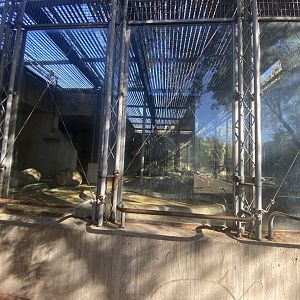 2nd view of mandrill enclosure