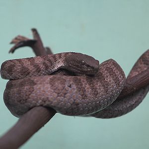 Banded pit viper (Trimeresurus fasciatus) - PCBA