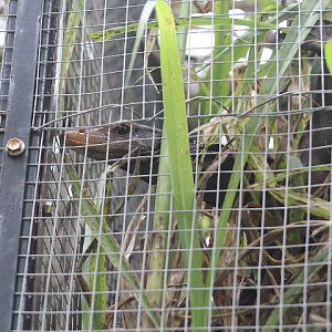 Torch monitor (Varanus obor) zoomed out - PCBA