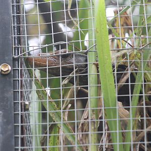 Torch monitor (Varanus obor) zoomed in - PCBA