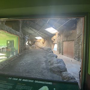1st view of indoor Bornean orangutan enclosure
