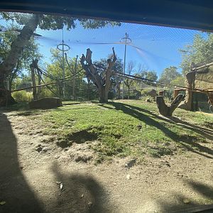 Bornean orangutan and Lar gibbon enclosure