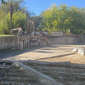 Rothschild’s giraffes