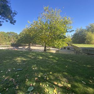 Mixed South American enclosure