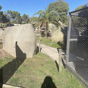 View of ring-tailed lemur enclosure