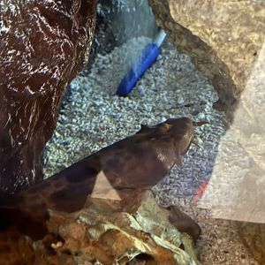 Northern wobbegong (Orectolobus wardi) in the Bayside Aquarium