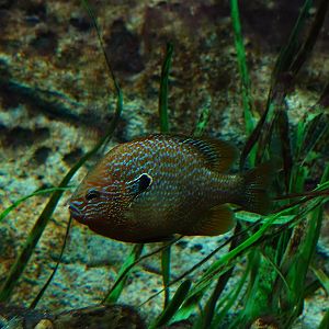 Lepomis sp.