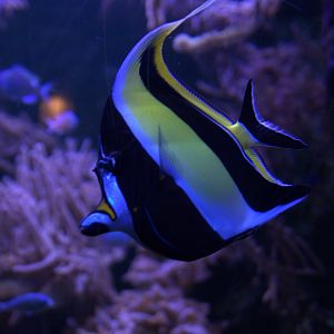 Moorish Idol (Zanclus cornutus), 12-11-25