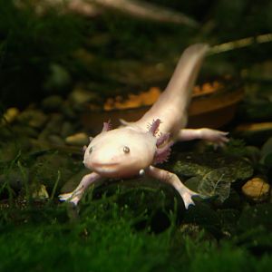 Axolotl (Ambystoma mexicanum), 12-11-25