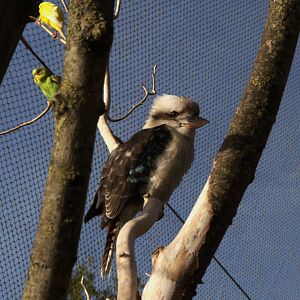 Laughing Kookaburra (Dacelo novaeguineae), 12-11-25