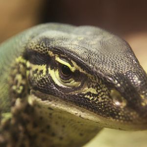 Yellow-spotted Monitor (Varanus panoptes), 12-11-25